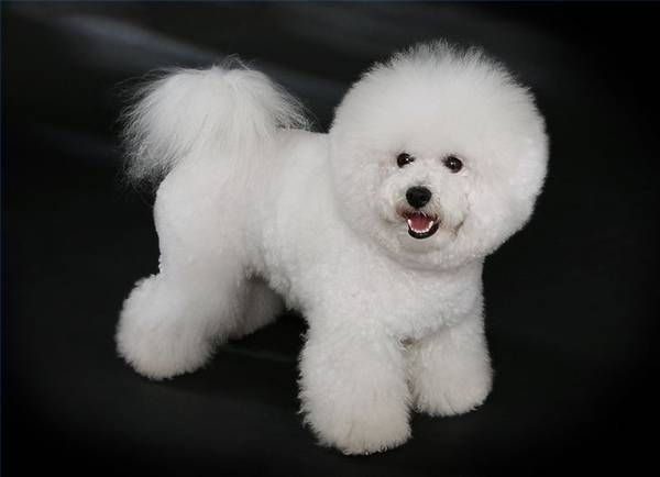 Bichon 튀김