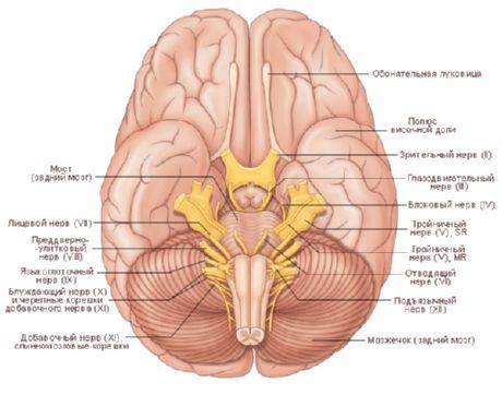 두뇌.  뇌의 하부 표면