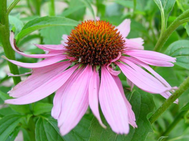 감기에 걸리는 에키나시아 (Echinacea)는 면역력을 강화시키고 도움을 줄 수 있으며 몸에 아무런 영향을 미치지 않을 수 있습니다. 