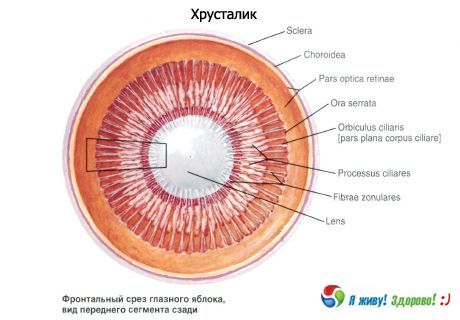 렌즈.  렌즈의 구조