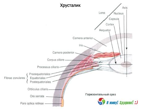 렌즈.  렌즈의 구조