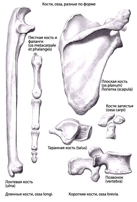 뼈의 종류