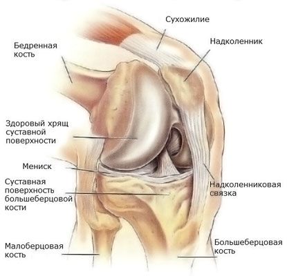 무릎 관절의 반월 상 연골
