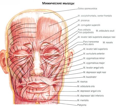 모방 근육