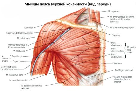 유방의 근육