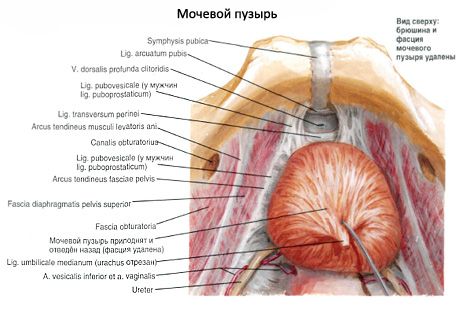 방광 (vesica urinaria)