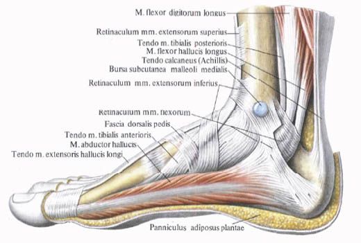 발의 근육