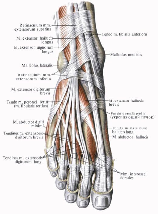발의 근육