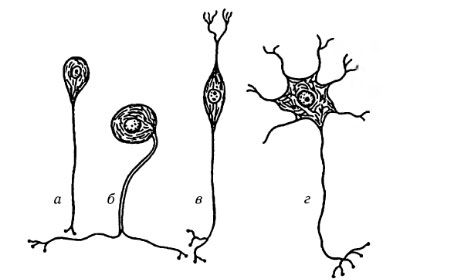 신경 세포의 종류