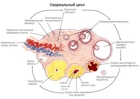 난소 형성.  월경주기