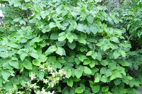 카바는 부시 뿌리 (Piper methysticum)에서 생산되며,