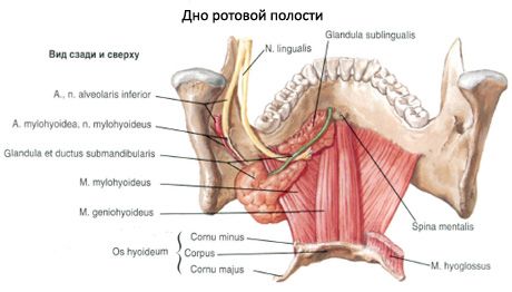 구강