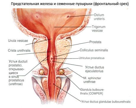 부권 림프선