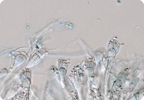 Aspergillus 속의 균류 중 하나 