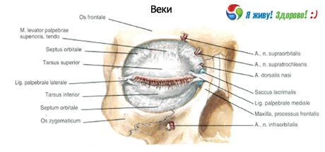 눈꺼풀