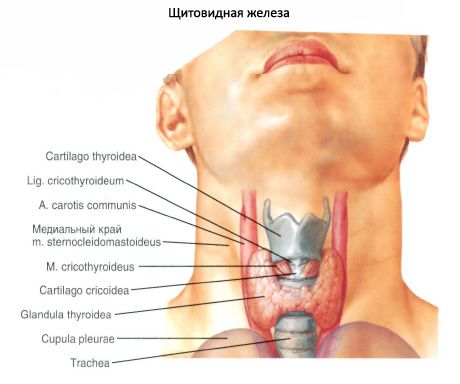 갑상샘 (thyroid gland, thyroidea)