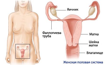 여성 생식 기관의 해부학 및 생리학