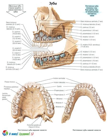 이빨.  치아의 구조